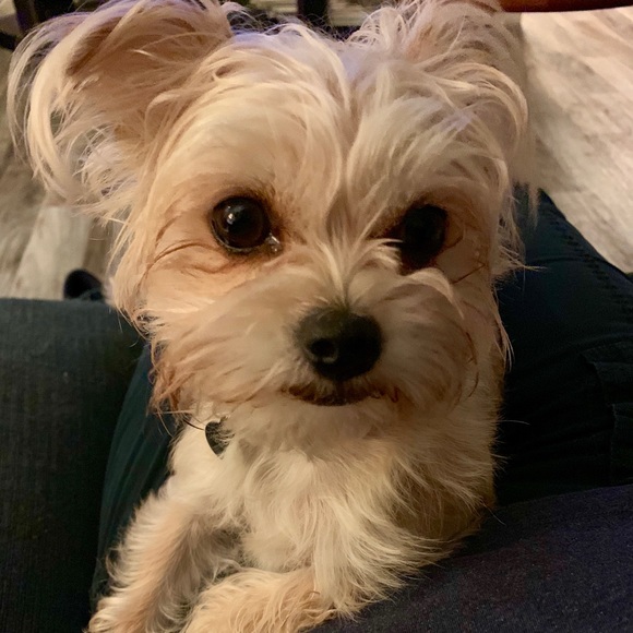 Meet your Posher, Stephanie - Picture 1 of 5